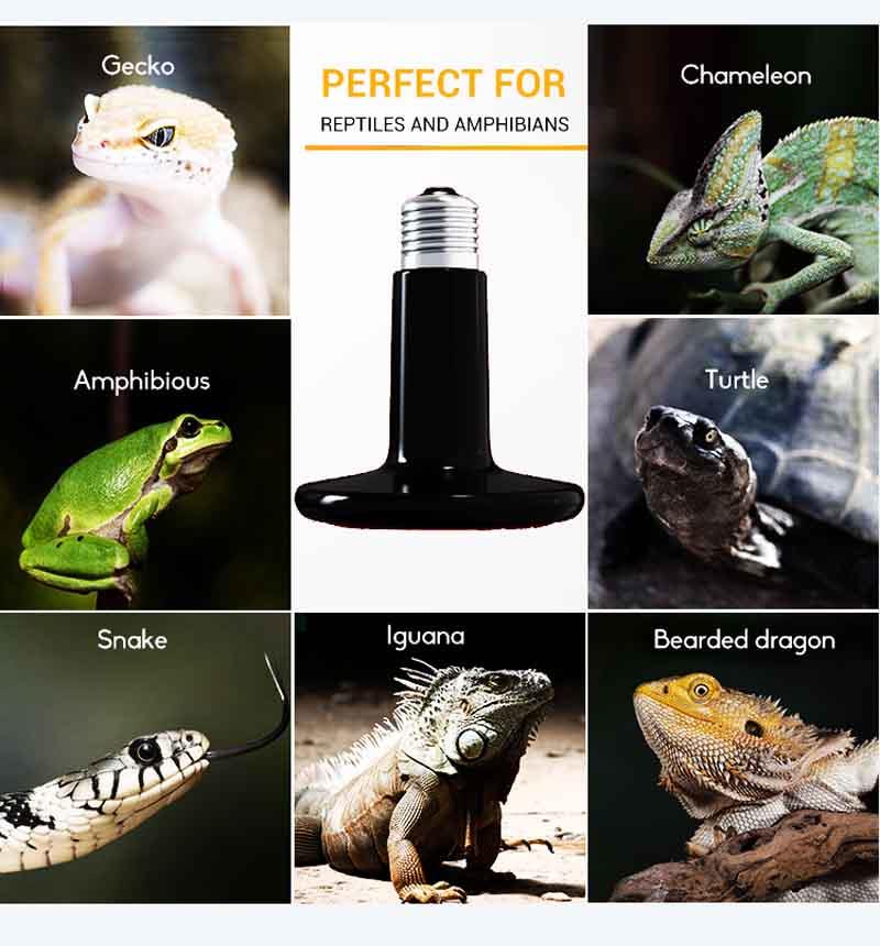 Pet Far Infrared Emitter Heat Lamp Bulb application